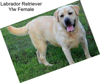 Labrador Retriever Ylw Female