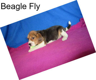Beagle Fly