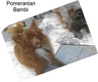 Pomeranian Bambi
