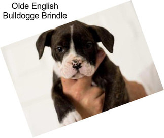 Olde English Bulldogge Brindle