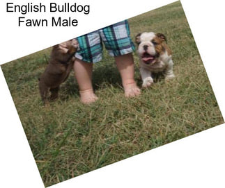 English Bulldog Fawn Male