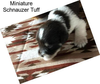 Miniature Schnauzer Tuff