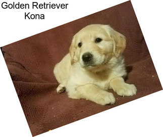 Golden Retriever Kona