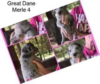 Great Dane Merle 4