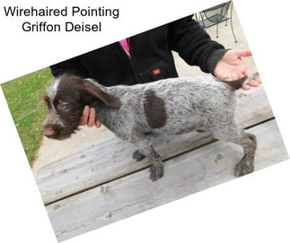 Wirehaired Pointing Griffon Deisel