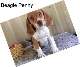 Beagle Penny