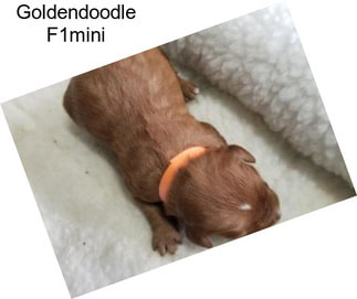 Goldendoodle F1mini