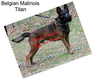 Belgian Malinois Titan
