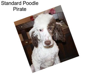 Standard Poodle Pirate