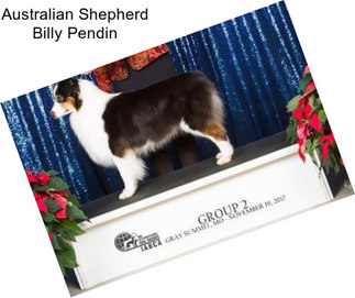 Australian Shepherd Billy Pendin