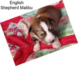 English Shepherd Malibu