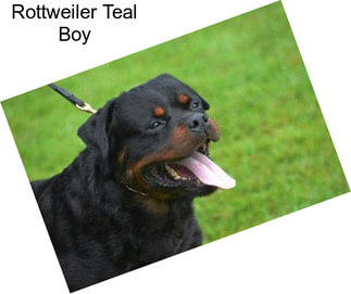Rottweiler Teal Boy