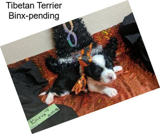 Tibetan Terrier Binx-pending