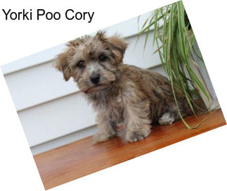 Yorki Poo Cory