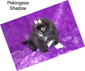 Pekingese Shadow