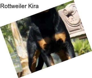 Rottweiler Kira