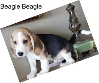 Beagle Beagle