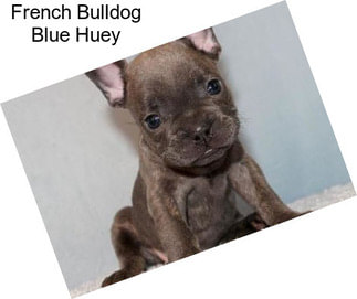 French Bulldog Blue Huey