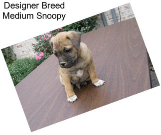Designer Breed Medium Snoopy