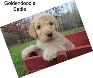 Goldendoodle Sadie