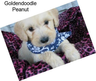 Goldendoodle Peanut