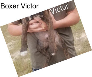 Boxer Victor
