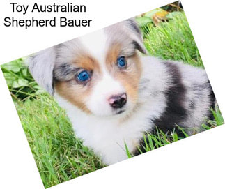 Toy Australian Shepherd Bauer