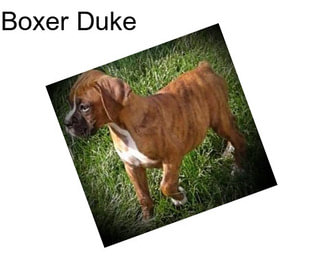 Boxer Duke