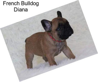 French Bulldog Diana