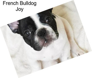French Bulldog Joy