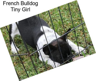 French Bulldog Tiny Girl