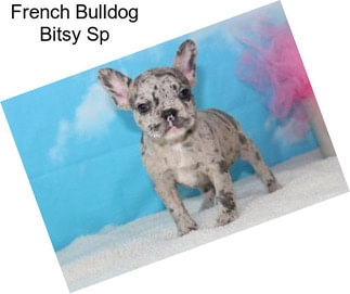 French Bulldog Bitsy Sp