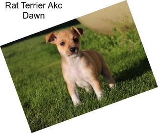 Rat Terrier Akc Dawn