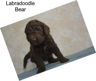 Labradoodle Bear