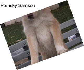 Pomsky Samson