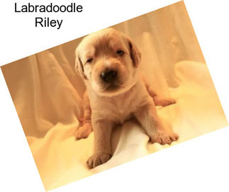 Labradoodle Riley