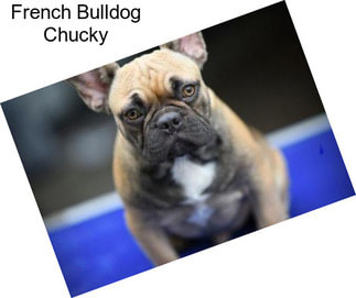 French Bulldog Chucky