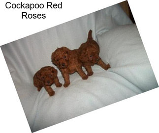 Cockapoo Red Roses