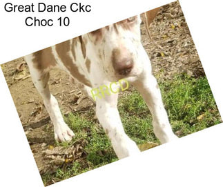 Great Dane Ckc Choc 10