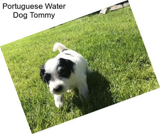 Portuguese Water Dog Tommy