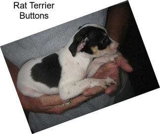 Rat Terrier Buttons