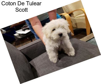 Coton De Tulear Scott