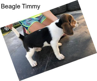 Beagle Timmy