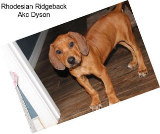 Rhodesian Ridgeback Akc Dyson