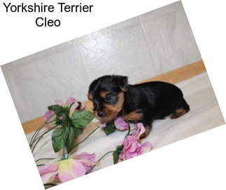 Yorkshire Terrier Cleo