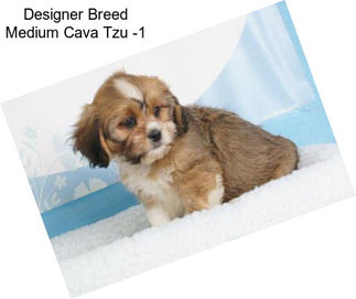 Designer Breed Medium Cava Tzu -1