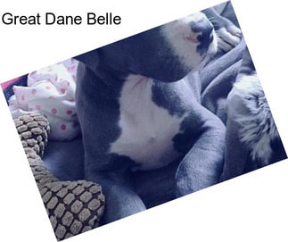 Great Dane Belle