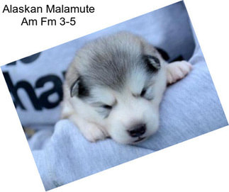 Alaskan Malamute Am Fm 3-5