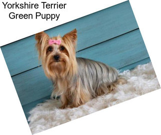 Yorkshire Terrier Green Puppy