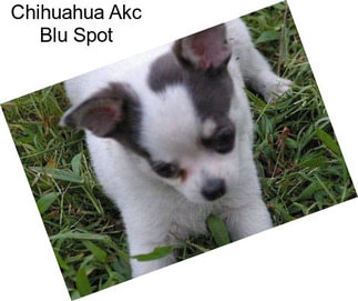 Chihuahua Akc Blu Spot